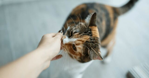cat sniffing owners hand