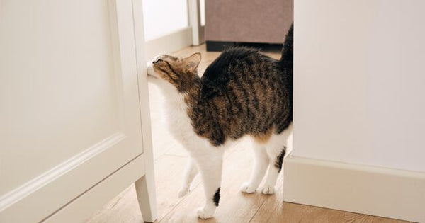 cat facial pheromones on door