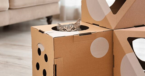Cat playing in cardboard box
