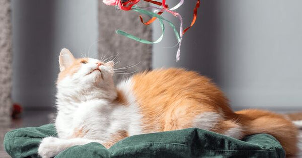 cat playing with string toy in air