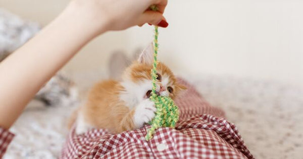 Ginger kitten playing with string toy