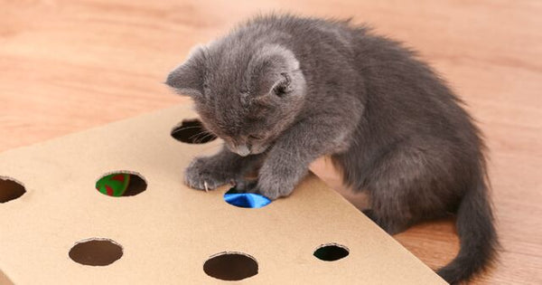 Cat puzzle box