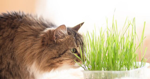 cat sniffing grass