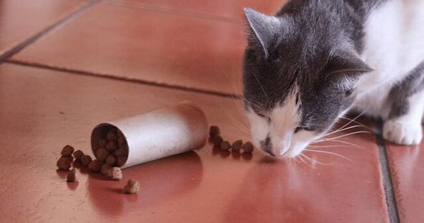 carboard cat treat dispenser