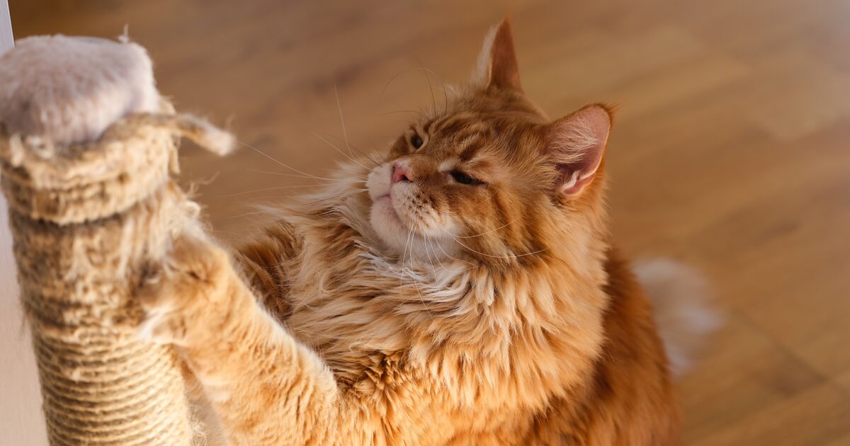 Ginger cat scratching against a scratching post.