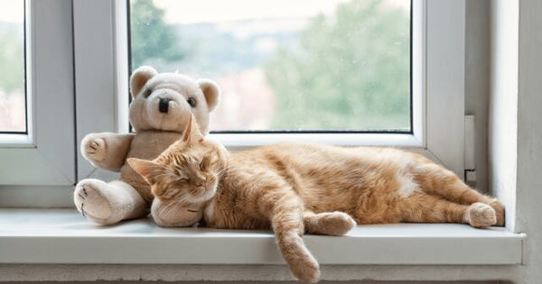 ginger cat on window ledge