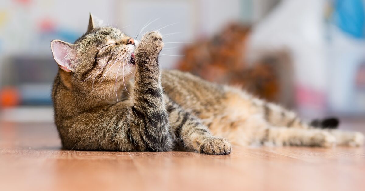 A cat lay on the ground licking its paw.