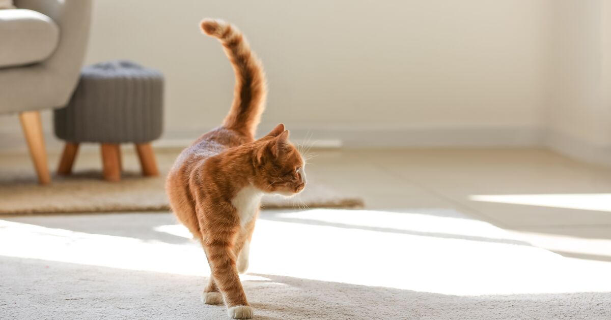 Ginger cat at home alone.