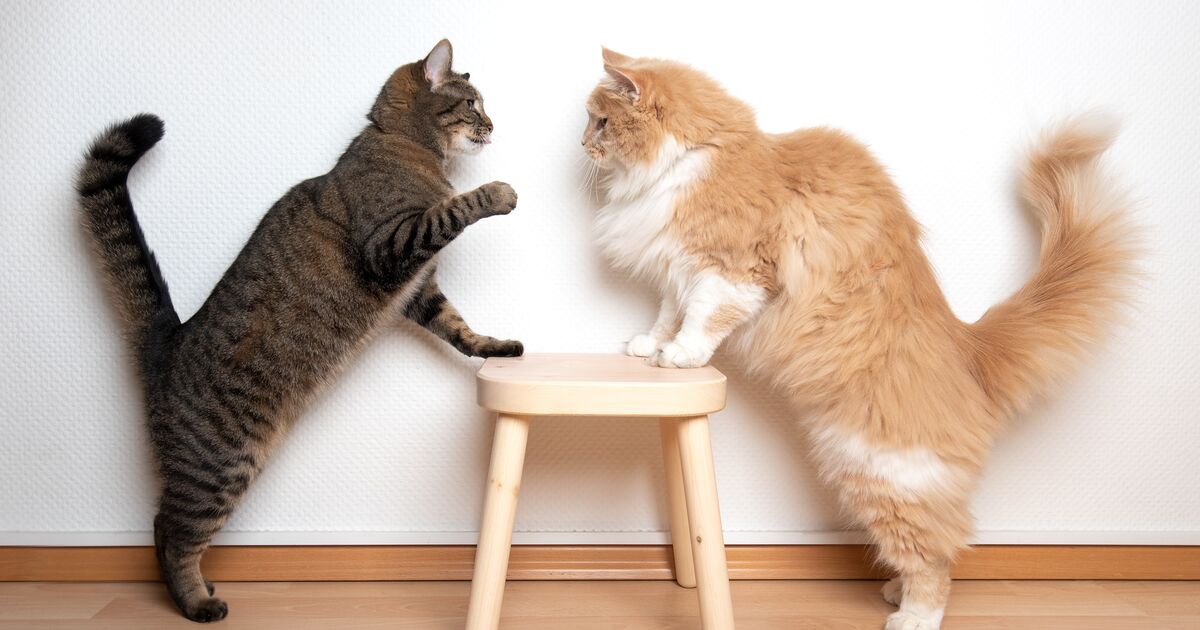 two cats fighting with their paws