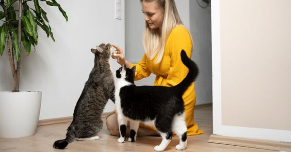 two cats with owner in yellow dress