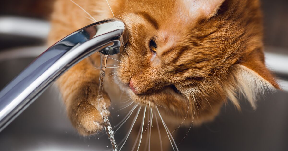 Fluffy ginger cat pawing at trickling water from a tap
