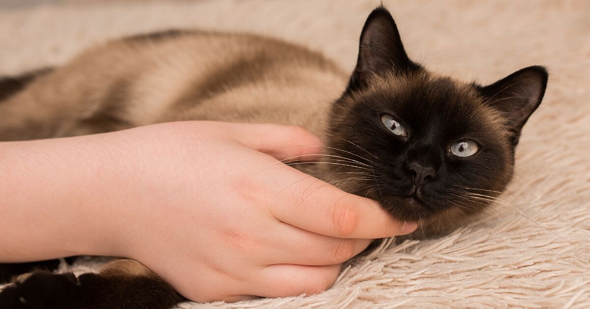 A brown Siamese cat lounging on a rug while being stroked by their pet parent