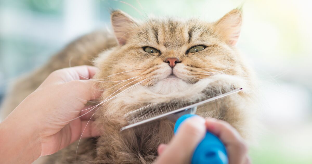 Longhaired cat being groomed.