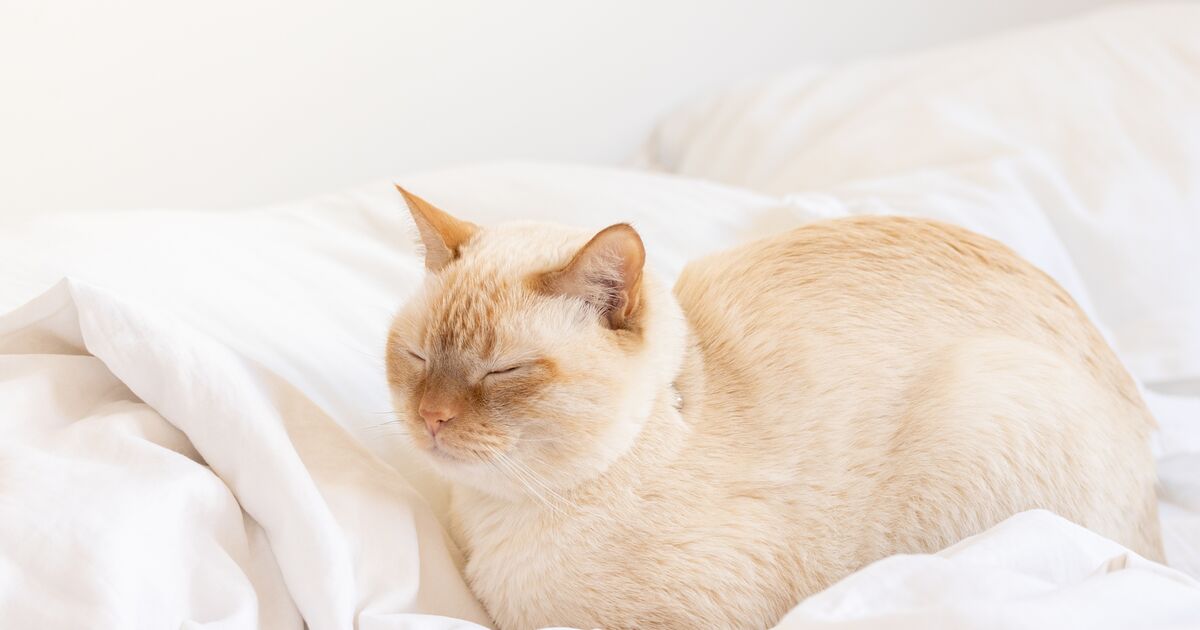 white cat resting in the loaf position.