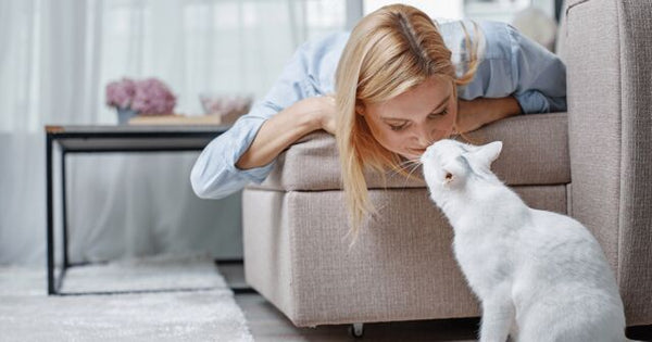 Russian White Cat with owner on sofa