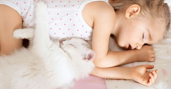 Russian White Cat asleep with girl