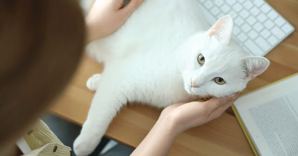 Russian White Cat lying on keyboard
