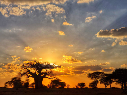 Tarangire baobab at sunset