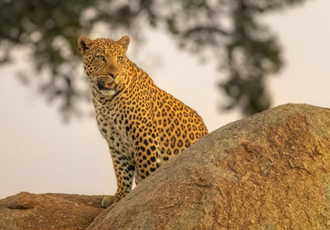 Late afternoon leopard on top of a kopje