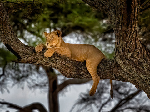 Lion in a tree in Tarangire