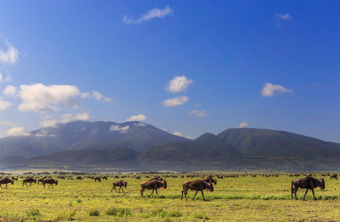 Wildebeest walk through Ndutu