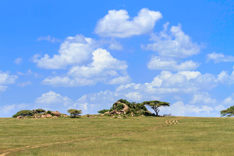 Kopjes of the Serengeti