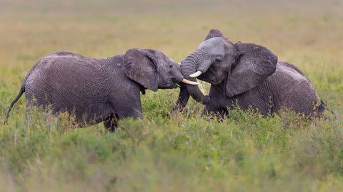 Elephants sparring in the Serengeti