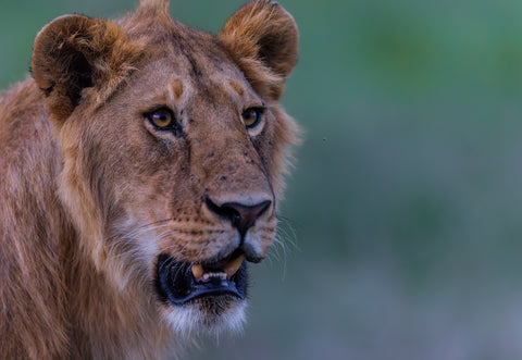 Young male lion, Serengeti National Park