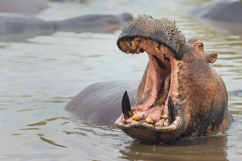 Hippo in the Serengeti