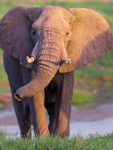 Elephant in Tarangire