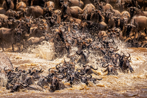 Wildebeest crossing the Mara River