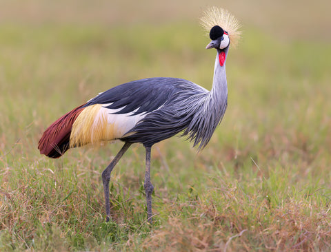 Grey crowned crane from the Ngorongoro Crater