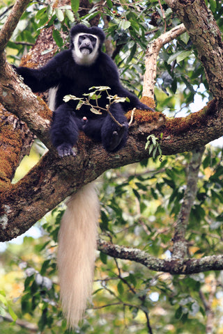 Black-and-white Colobus, Arusha National Park