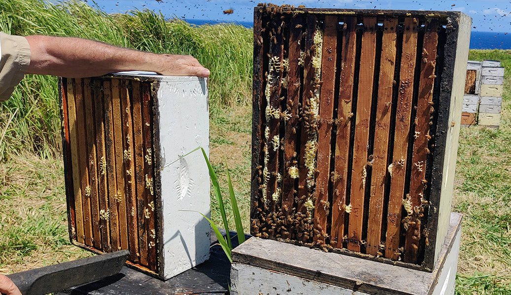 hawaiian-honey-source-Bee-boxes-gloating