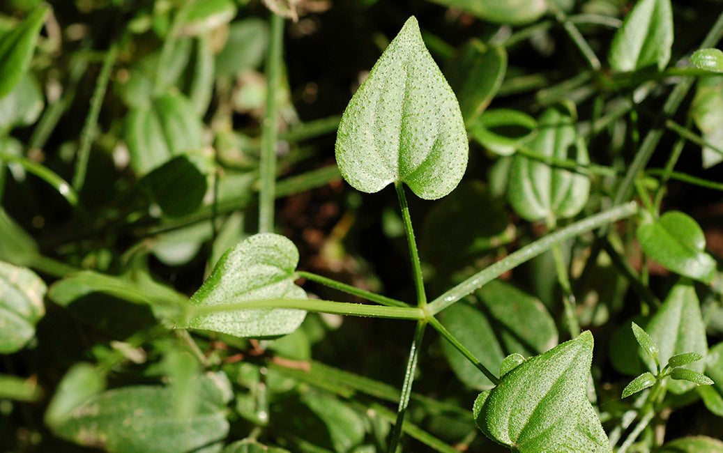 manjistha plant