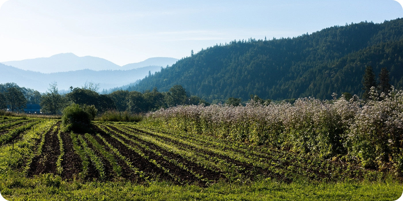 Building Healthy Soil at Banyan Farm