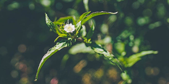 Bhringaraj flower growing at Banyan Farm in Williams OR