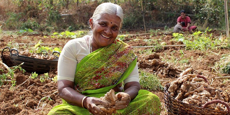 ginger harvest