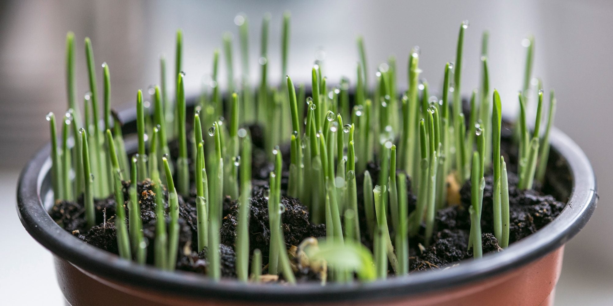 plants sprouting