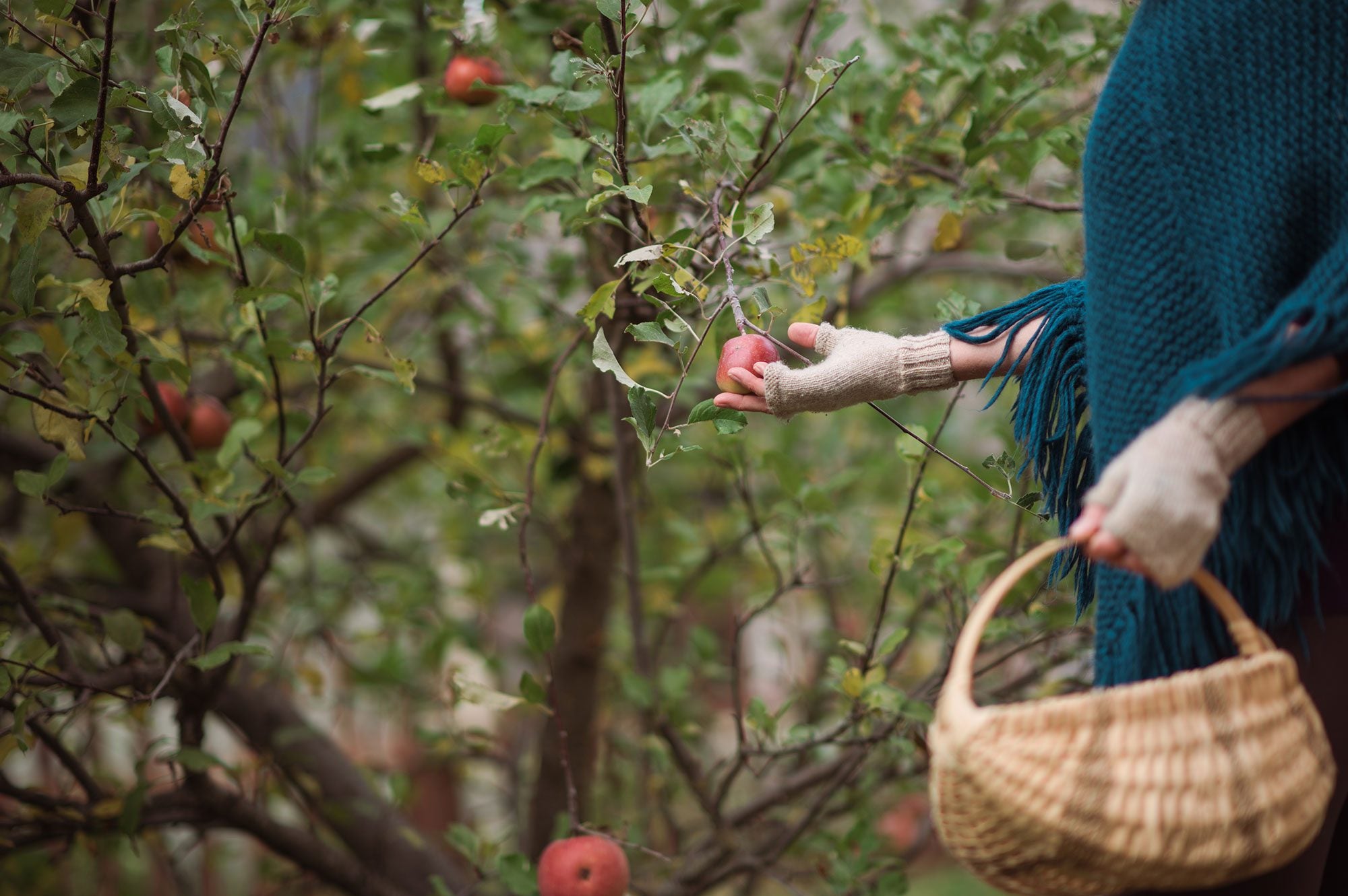 fall apples