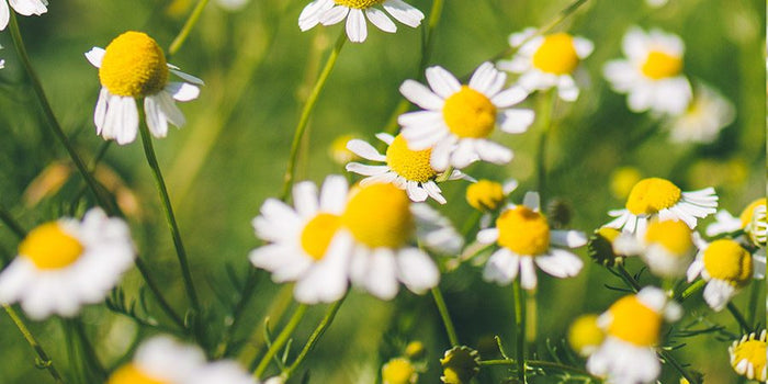 chamomile growing at the banyan farm 