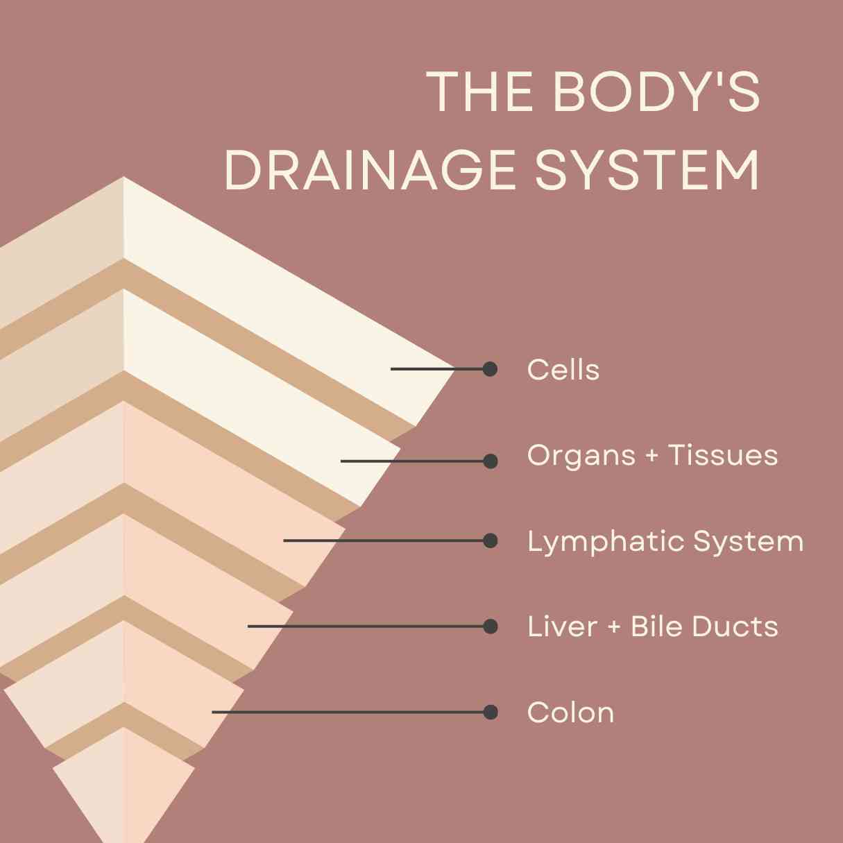 The Body's Draining System