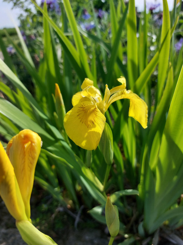 Blue Iris/spurious Iris All Time Flowering Live Plant