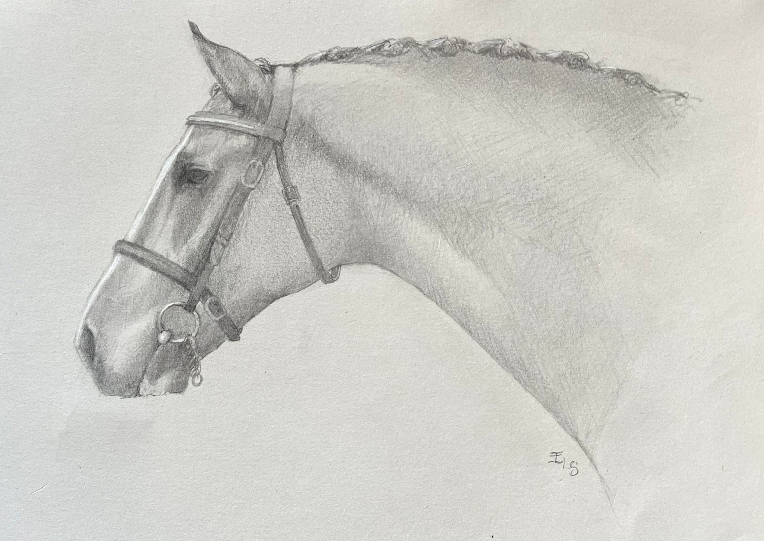 Irish Draught Stallion