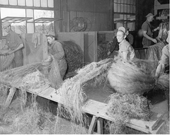 vintage photo harvesting industrial hemp 