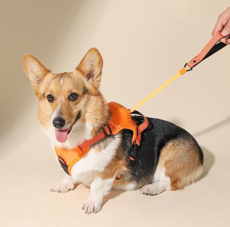 SafeStep - No-Pull Harness & Lead - FluffsPets product image