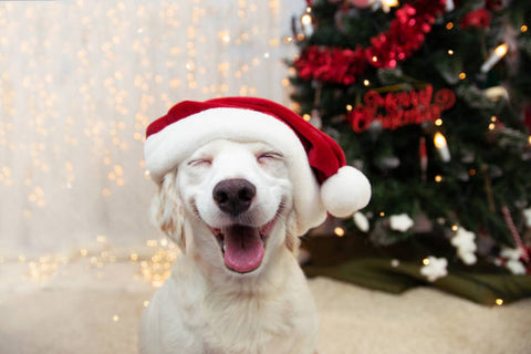 white dog smiling with a christmas hat on his head