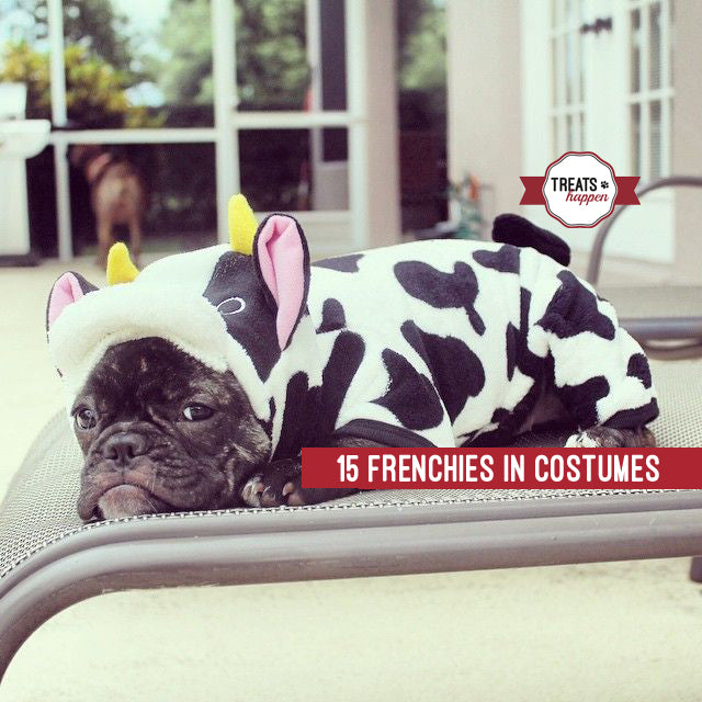 best treats for french bulldogs