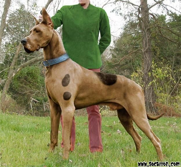 scooby doo great dane