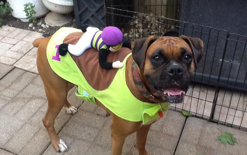 47 cute, fun, and scary Halloween costumes for your Boxer ...